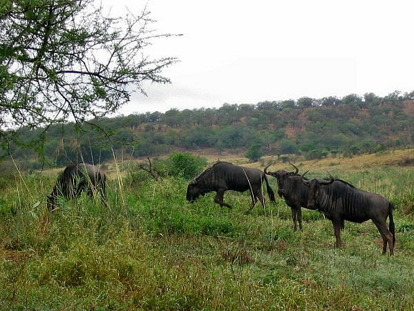 buffels